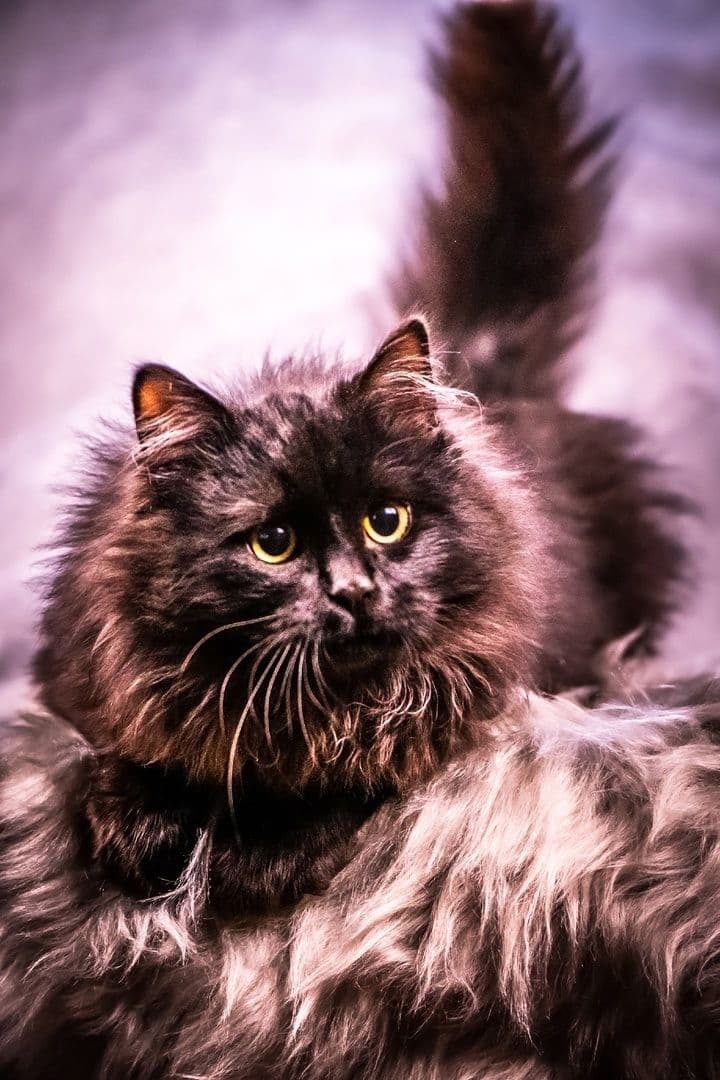 Космос - 4