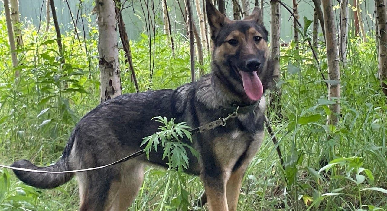 Клэр