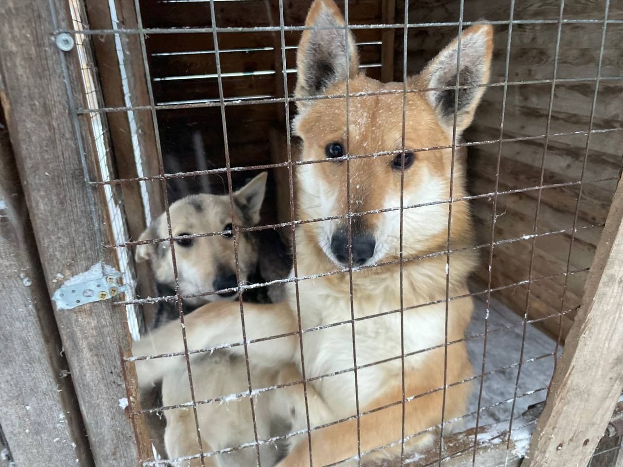 Лео - 2